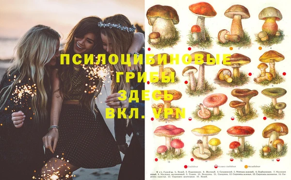 PSILOCYBIN Заводоуковск